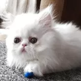 ペルシャ