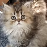 ペルシャ(チンチラ)