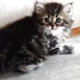 ペルシャ