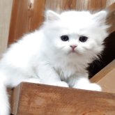 ペルシャ