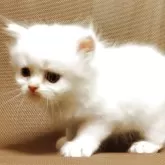 ペルシャ