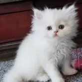 ペルシャ