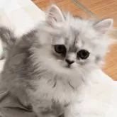 ペルシャ(チンチラ)