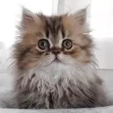 ペルシャ(チンチラ)