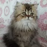 ペルシャ(チンチラ)