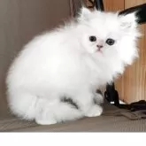 ペルシャ