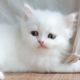 ペルシャ