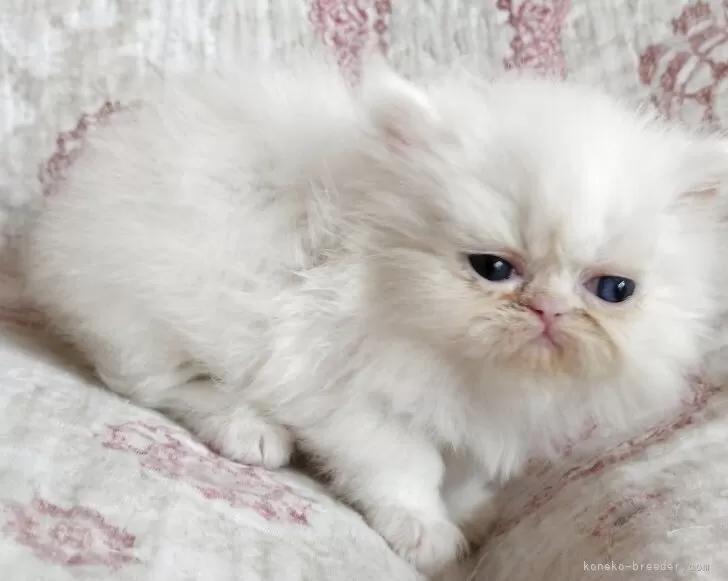ペルシャ【岡山県・女の子・2025年9月16日・ホワイト】オッドアイの