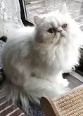 ペルシャ【岡山県・女の子・2025年4月14日・ホワイト】の写真3