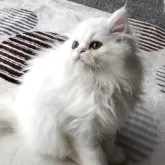 ペルシャ【岡山県・男の子・2025年7月31日・ホワイト】の写真2
