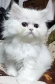 ペルシャ【岡山県・女の子・2025年9月16日・ホワイト】の写真5