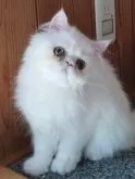 ペルシャ【岡山県・女の子・2025年4月14日・ホワイト】の写真9