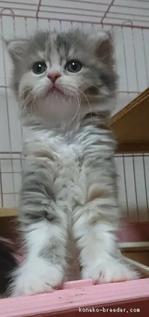 ID：1708-00139の子猫