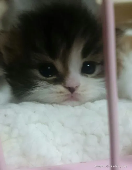 ID:1703-00871の子猫