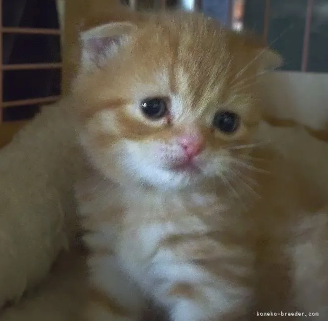 ID:2201-02127の子猫
