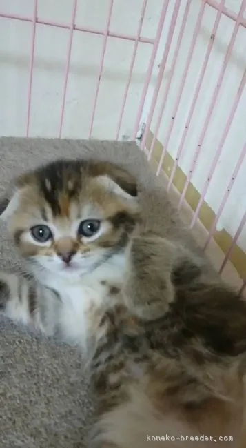 ID：1902-00527の子猫