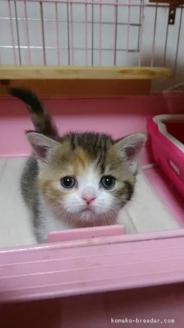 ID：1804-00661の子猫