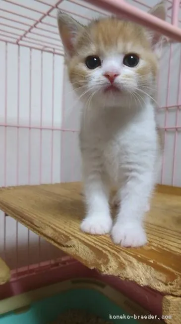 ID：1808-01396の子猫
