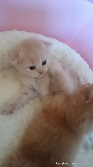 ID：1512-00149の子猫