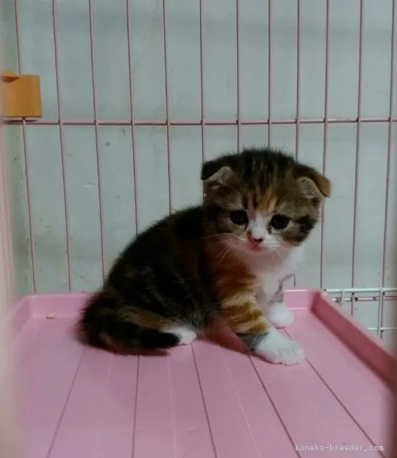 ID：1710-00238の子猫