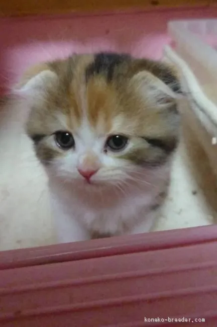 ID：1906-01742の子猫