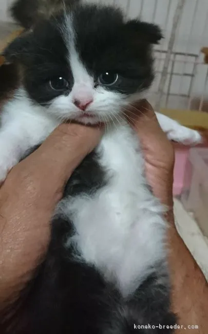 ID：1707-00440の子猫