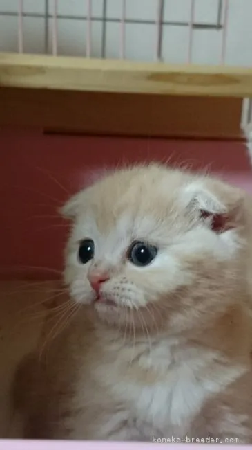 ID：1702-00161の子猫