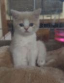 スコティッシュストレート