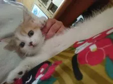 スコティッシュストレート【静岡県・女の子・2020年5月9日・ブラウンティックドトービー&ホワイト(三毛)】の写真2