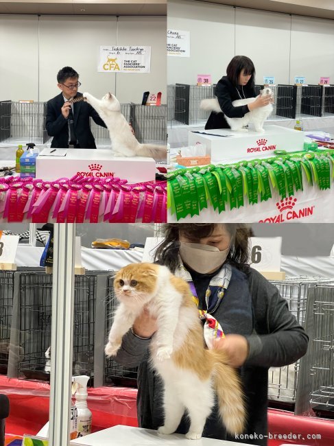 ⭐TICA・CFAのキャットショーにて⭐｜山口　修広(やまぐち　のぶひろ)ブリーダー(埼玉県・ラグドールなど・CFA/TICA/BCF登録)の紹介写真8
