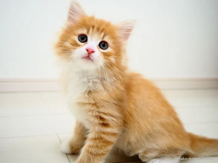 ID：2109-01512の子猫