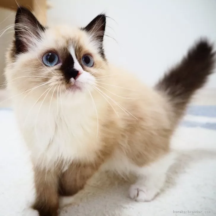 ID：2405-03773の子猫