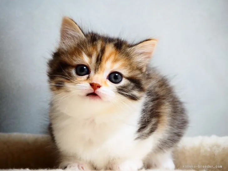 ID：1811-00876の子猫
