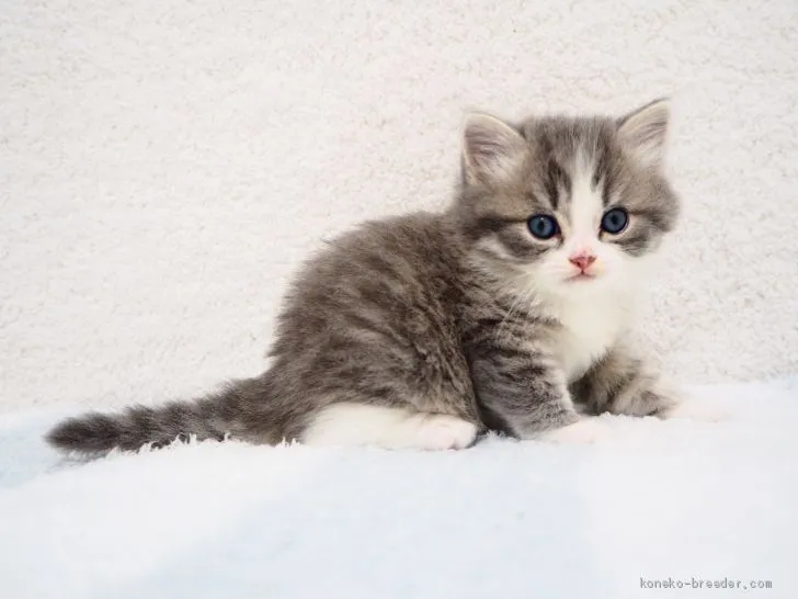 ID：2008-02001の子猫