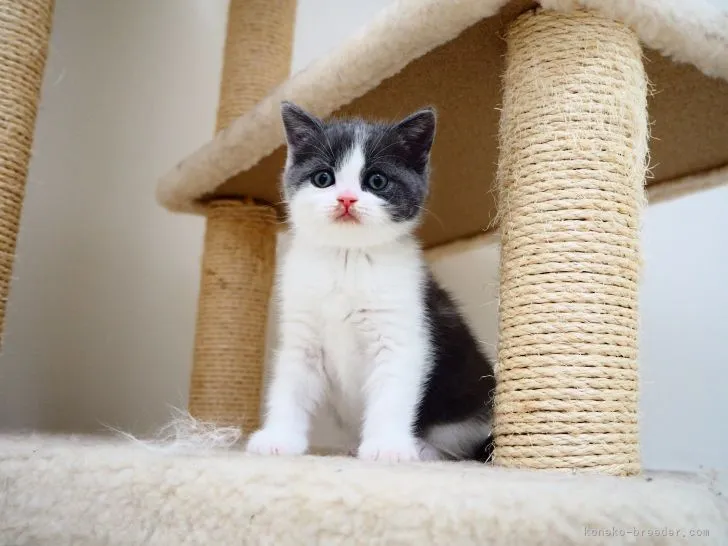 じみこ 様のお迎えした子猫