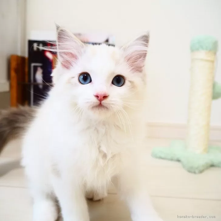 ID：2406-02460の子猫