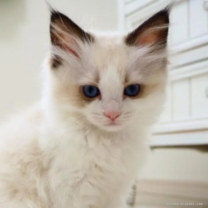 ID：2209-00089の子猫