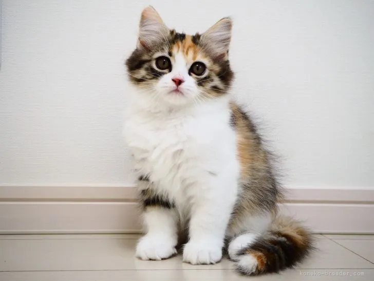 ID：2105-01537の子猫