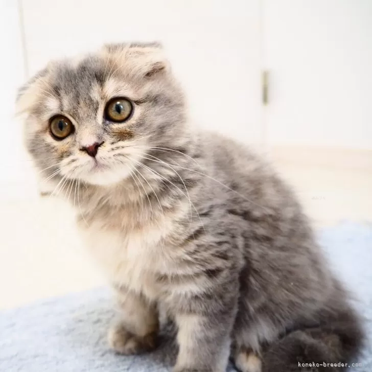 ID：2407-00090の子猫