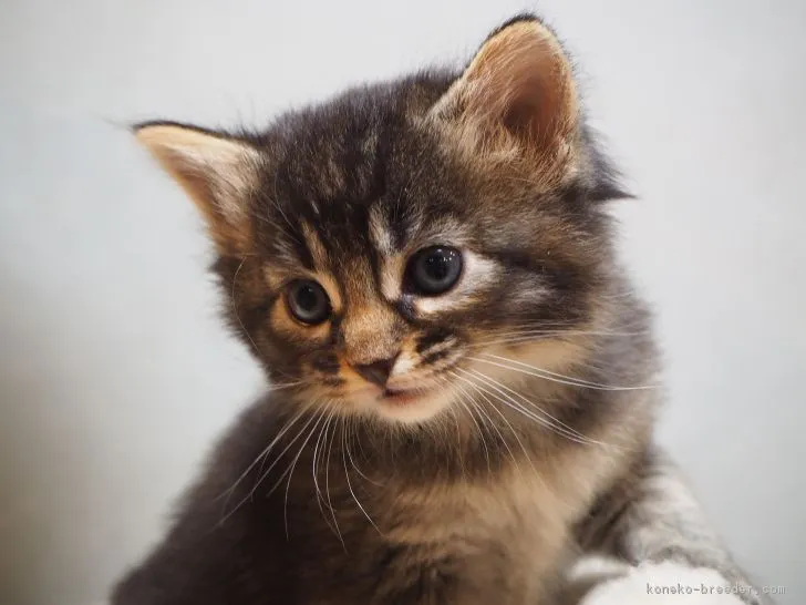 ID：1811-01255の子猫
