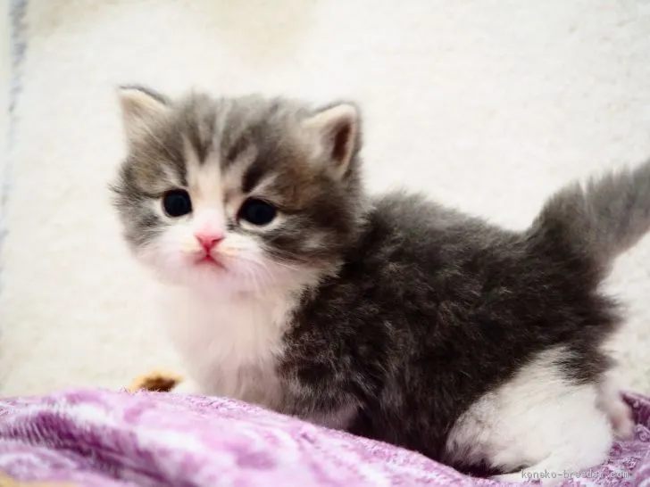 ID：2103-00610の子猫