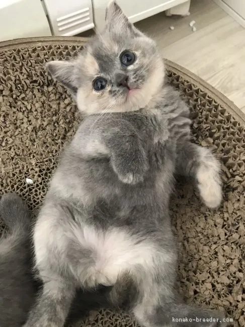 ID：1908-00070の子猫