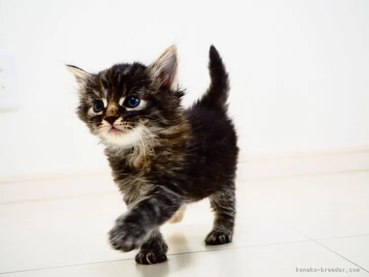 ID:2106-01619の子猫