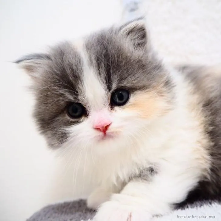 ID:2301-01224の子猫