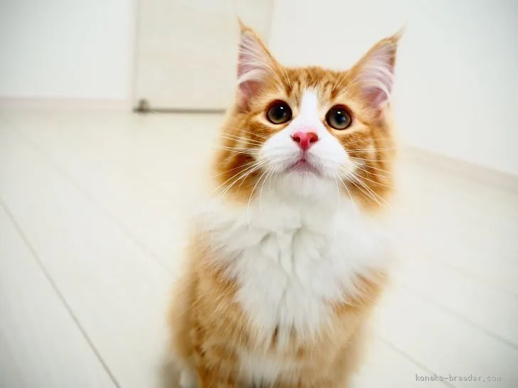 ID：2101-00346の子猫