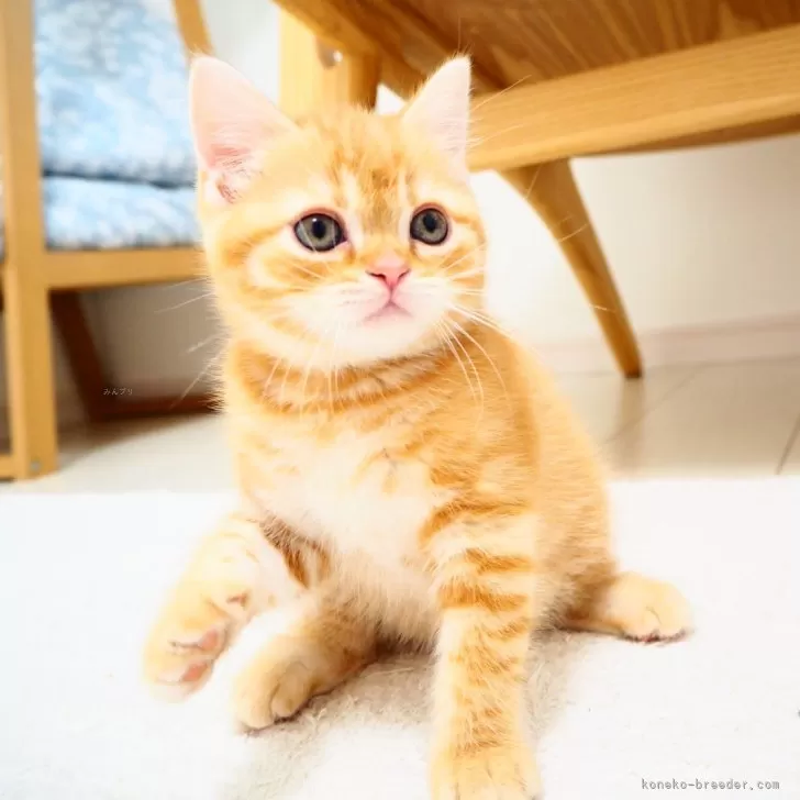 クリームイエローフラワー、短毛シュシュ、わんちゃん猫ちゃん用 クリームイエローフラワー、短毛シュシュ、わんちゃん猫ちゃん用