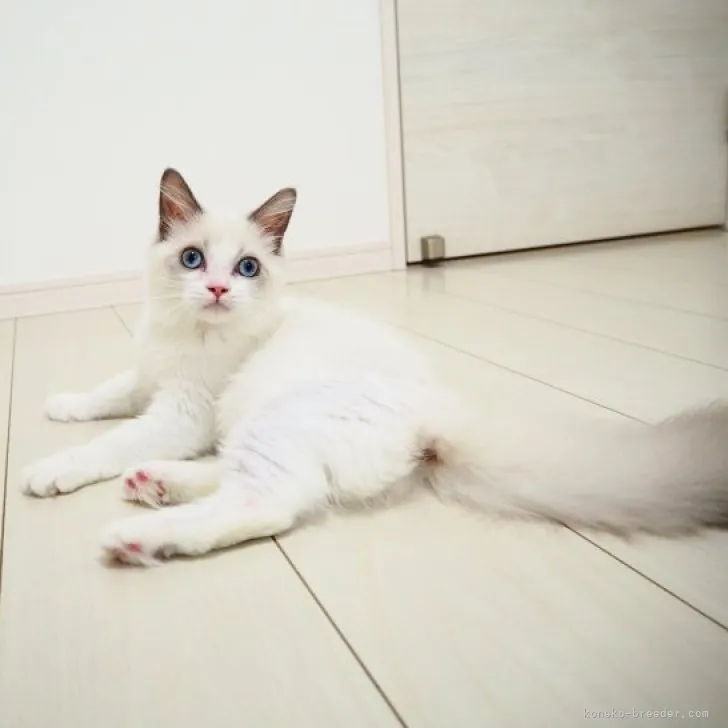 ID：2306-00616の子猫