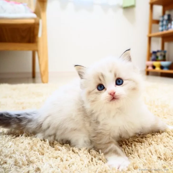 ID：2312-02172の子猫