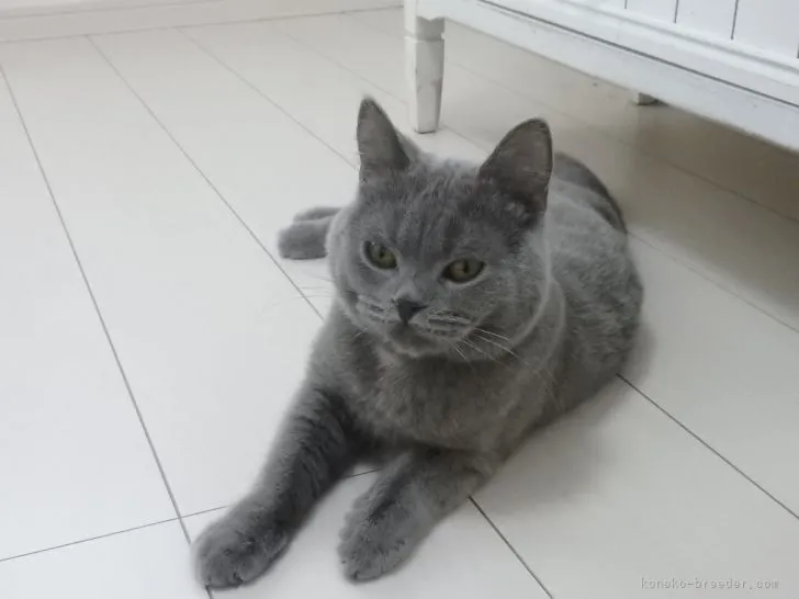 ID：2104-01905の子猫