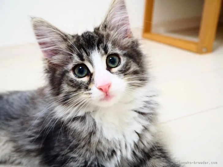 ID：2109-01510の子猫